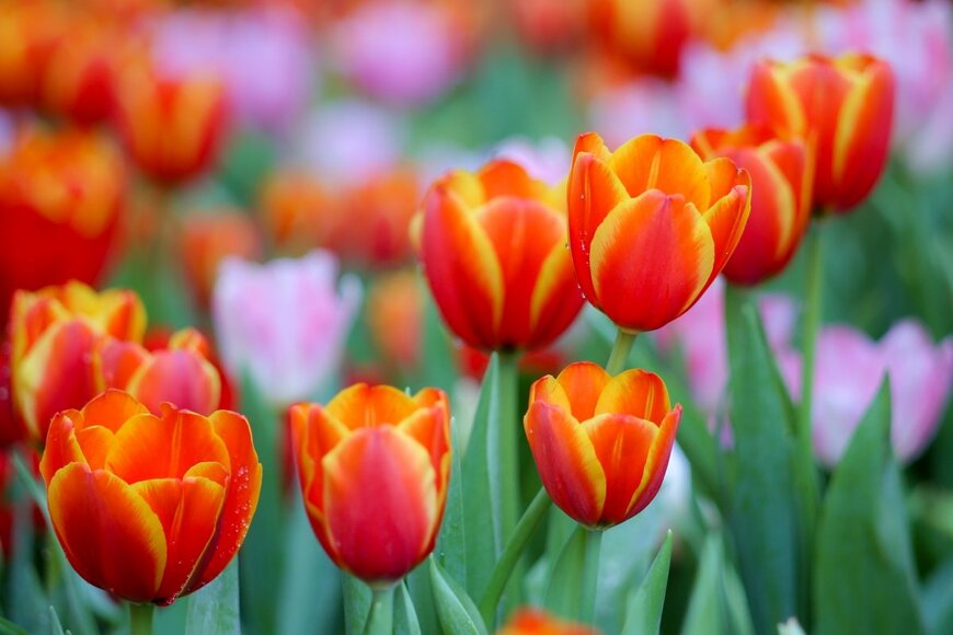 Pookshutter/shutterstock.com