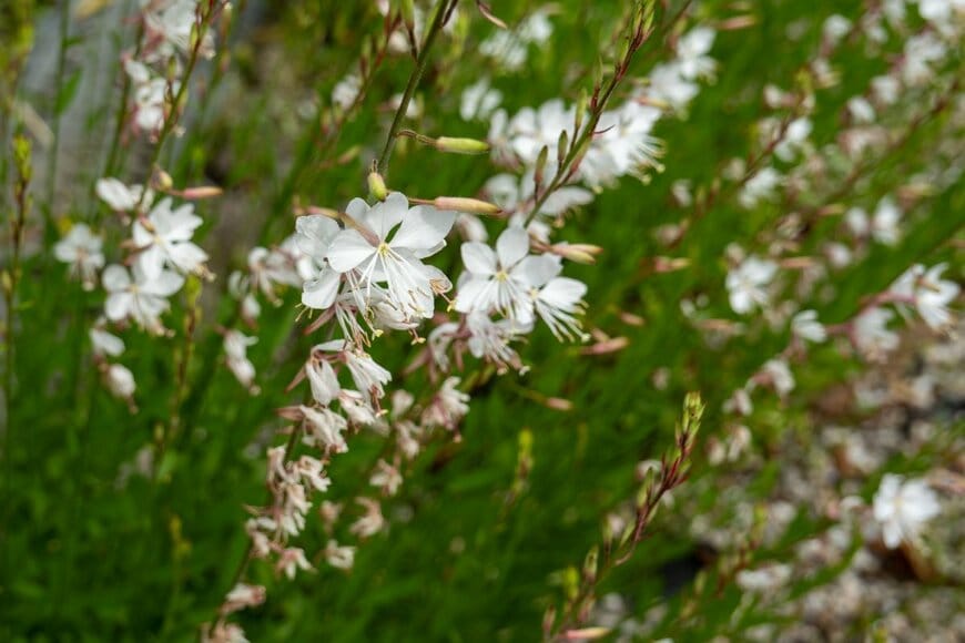 kazutaka.Japan/shutterstock.com