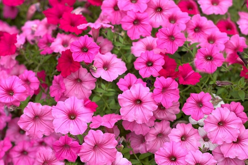 ペチュニア　Olena Lialina/istockphoto.com