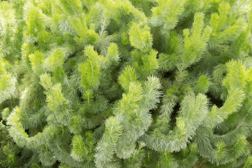 Tang Yan Song/shutterstock.com