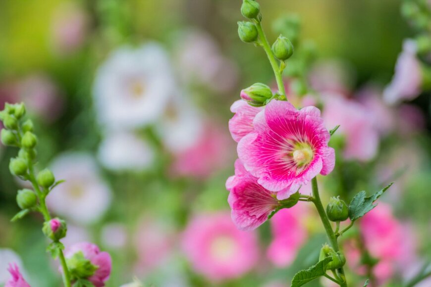 Jelly_Chanonkij/shutterstock.com