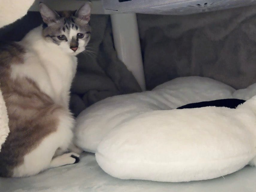 出所：@piennekomint