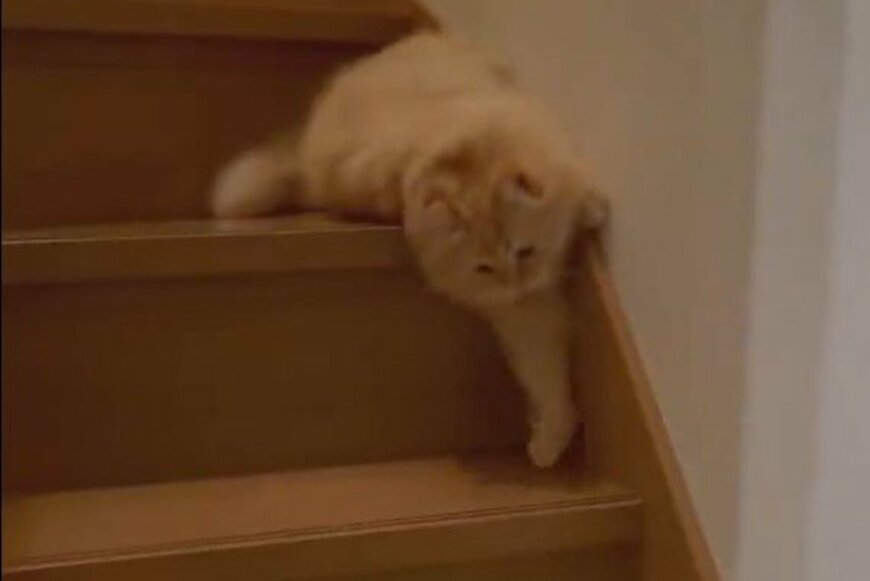 猫さんの「独特な階段の下り方」に爆笑の声「液体スライム…」
