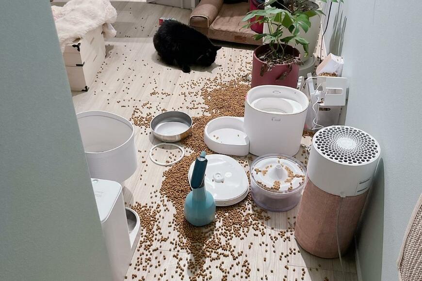 自宅の様子がおかしい…　猫の「食べ放題パーティ会場」となった光景に驚き