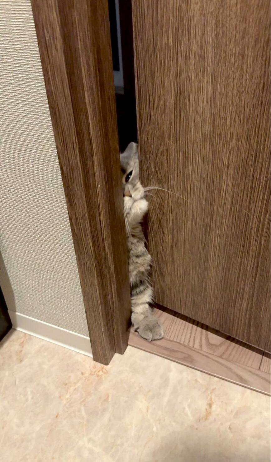 救出に向かう猫