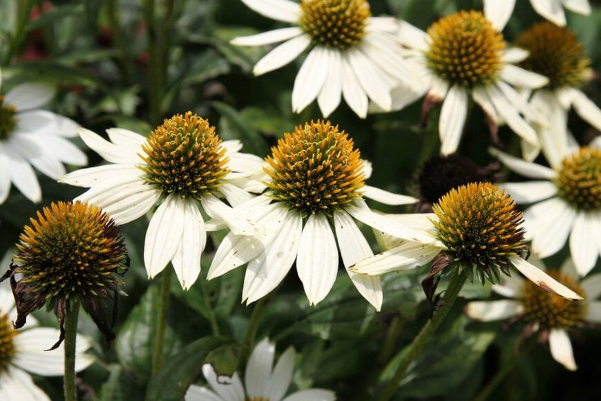 白い花を咲かせている、エキナセア