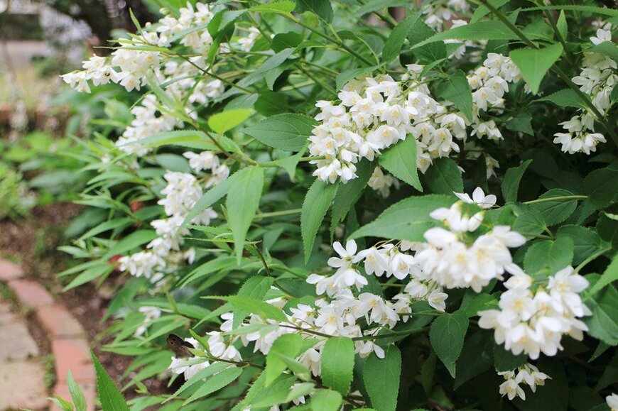 白いヒメウツギの花のアップ画像