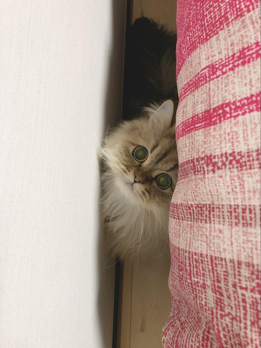 隙間に入っている猫