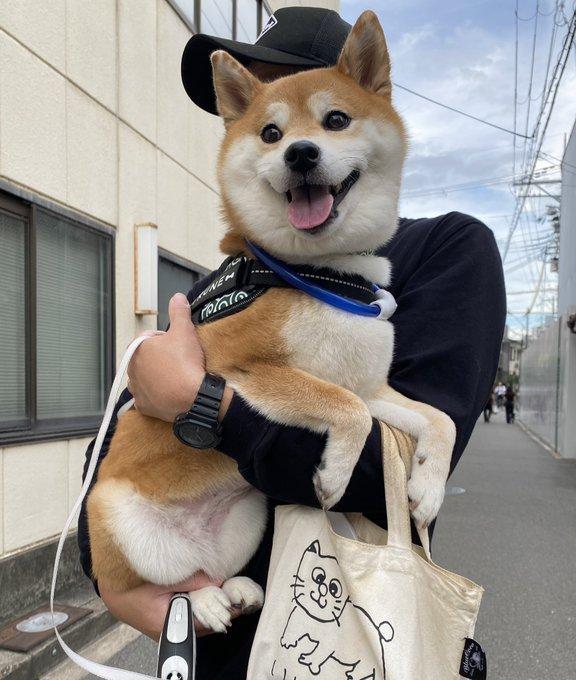 抱っこされている犬