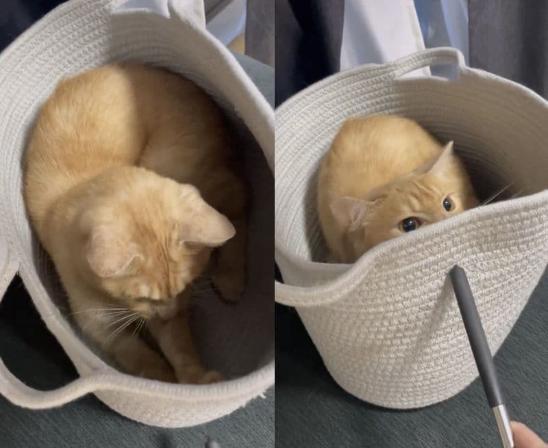 投稿動画のワンシーン