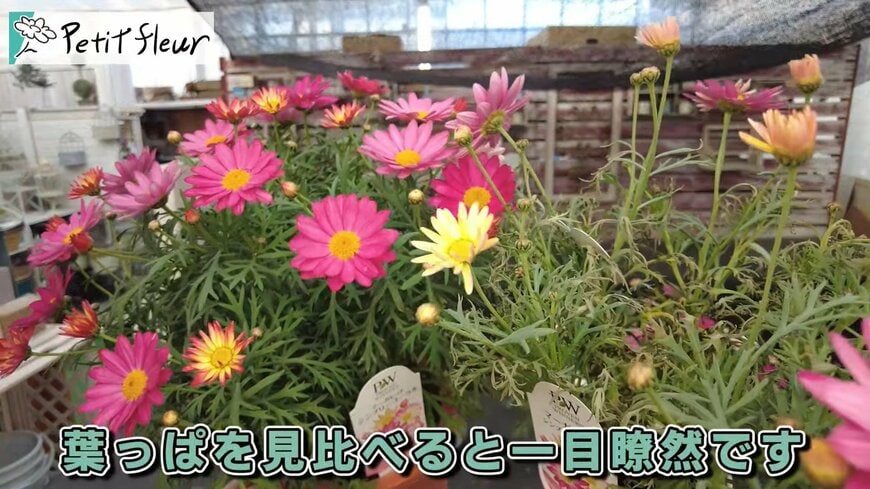 プチ・フルール（@petit_fleur）さん投稿動画のキャプチャ