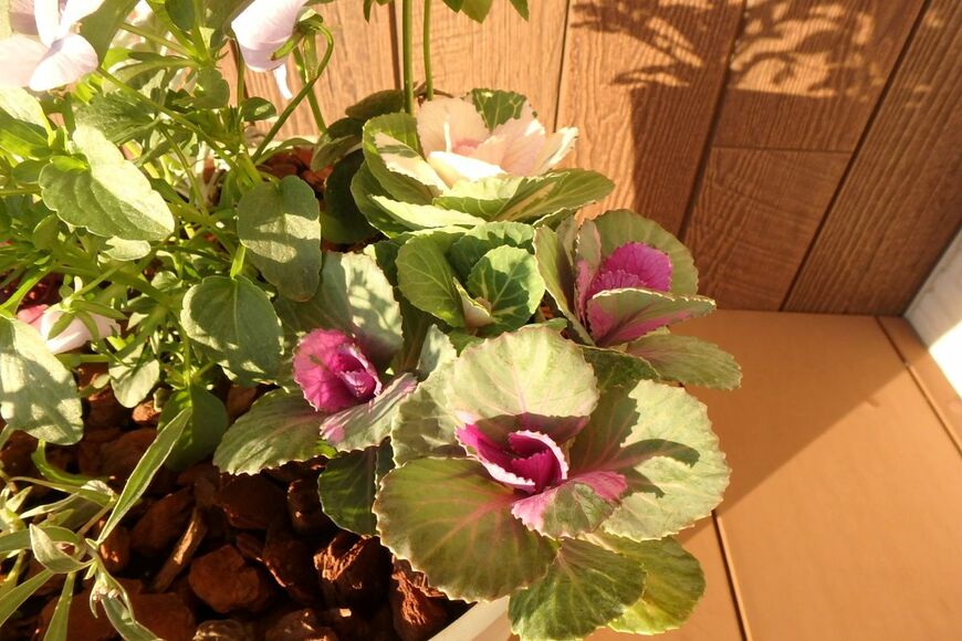 白や紫の小ぶりな葉を広げている、スプレー葉ボタン デュエット