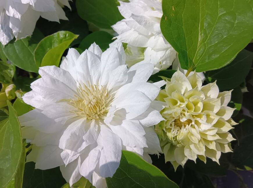白いダッチェス・オブ・エジンバラの花