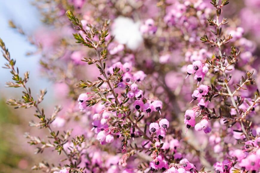 ピンク色の花を満開に咲かせている、常緑低木のエリカ