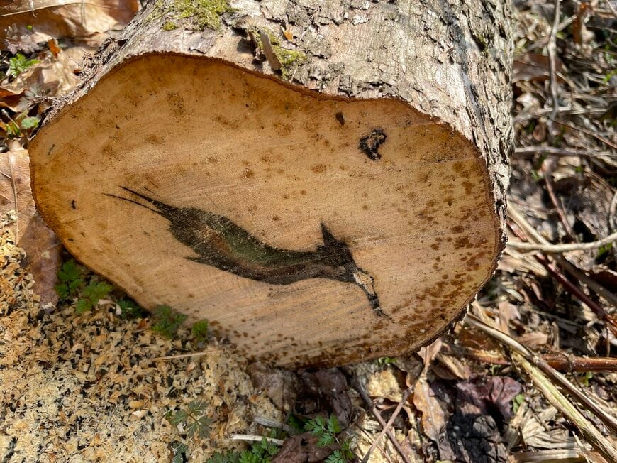 木の断面に珍しい模様が!