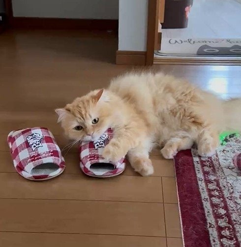 スリッパと猫