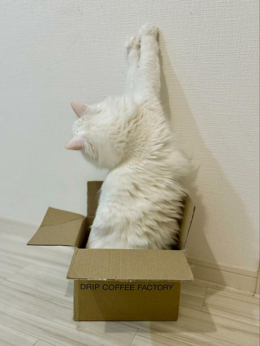 段ボールに入っている猫