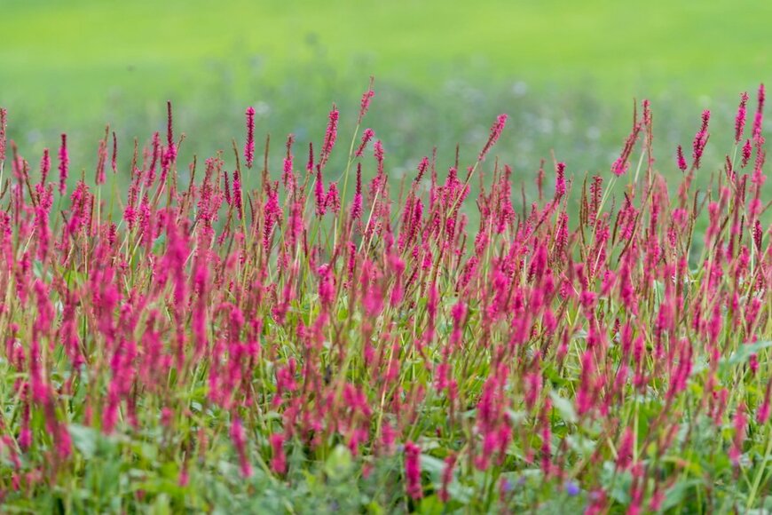 濃いピンク色の花を咲かせている、ペルシカリア