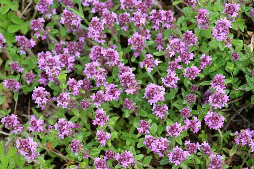 ピンク色の花を咲かせているクリーピングタイム