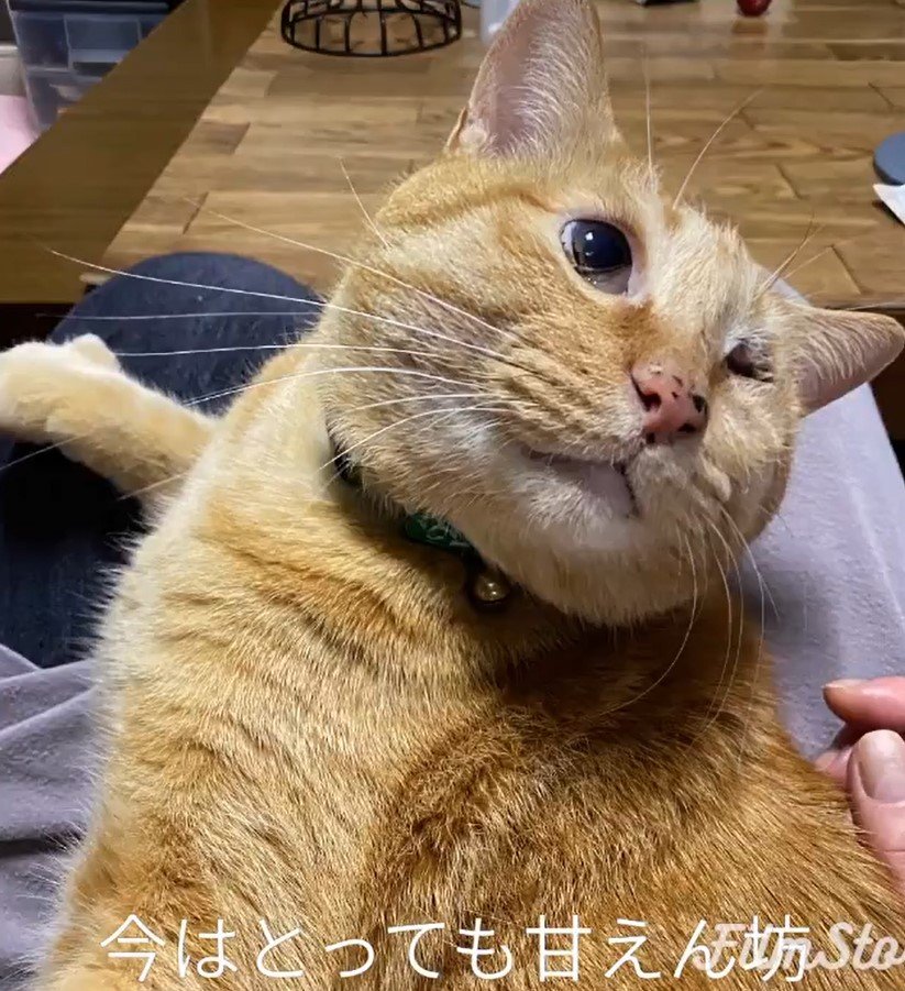 甘える猫