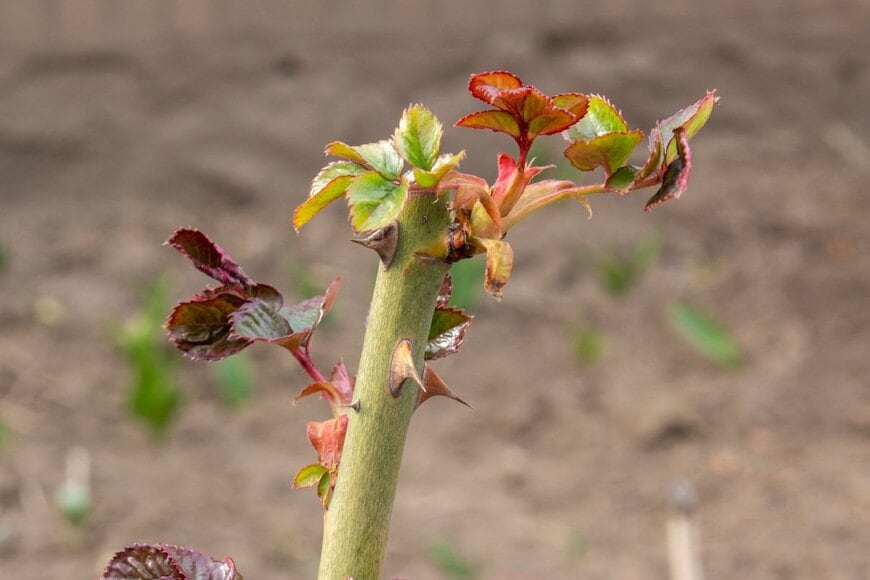 赤い新芽を出しかけているバラの茎