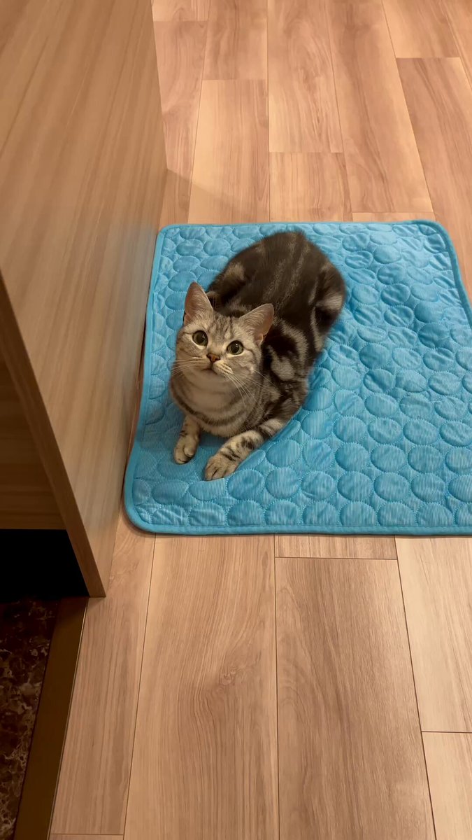 ひんやりマットと猫
