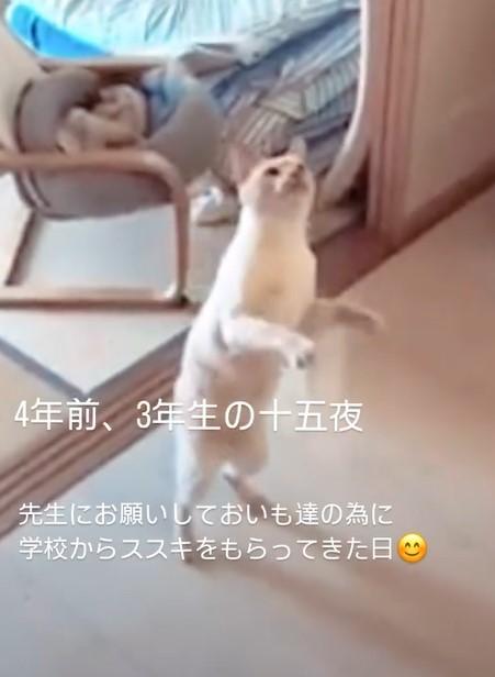 立ち上がる猫