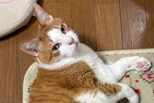 投稿の画像