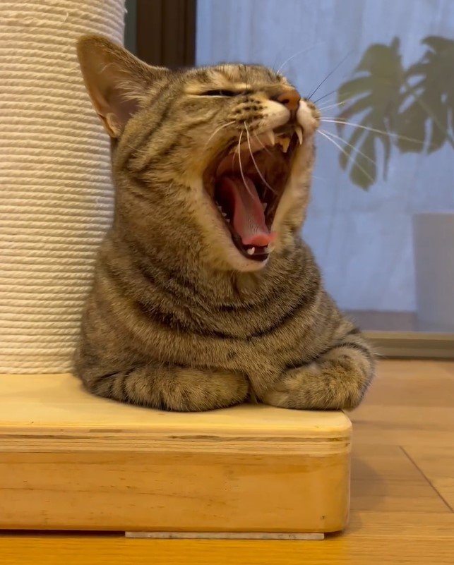 おててないないが可愛い猫