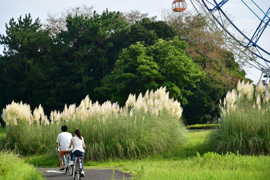観覧車を望む園内とパンパスグラス