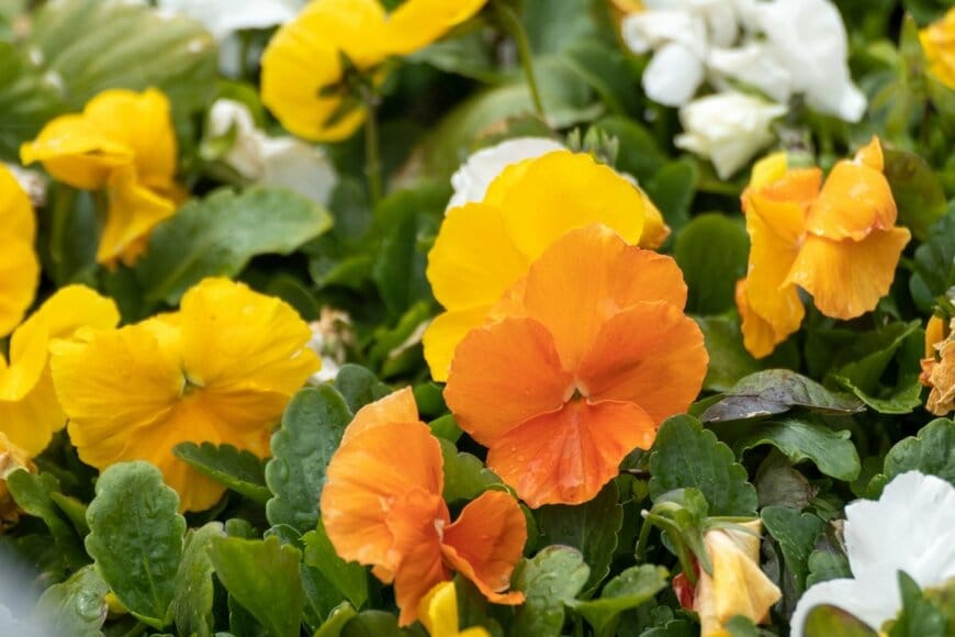 黄色やオレンジのパンジーが満開