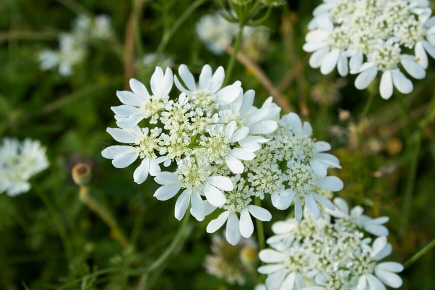 白いレースのような花を咲かせるオルラヤは、セリカの一年草もしくは多年草。