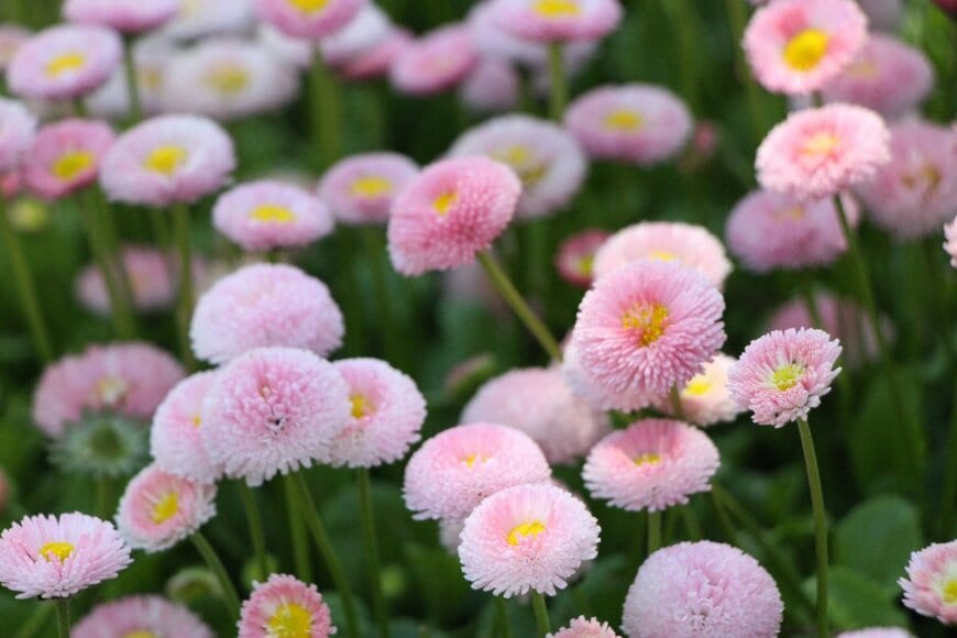 淡いピンクの花を咲かせている、デージー