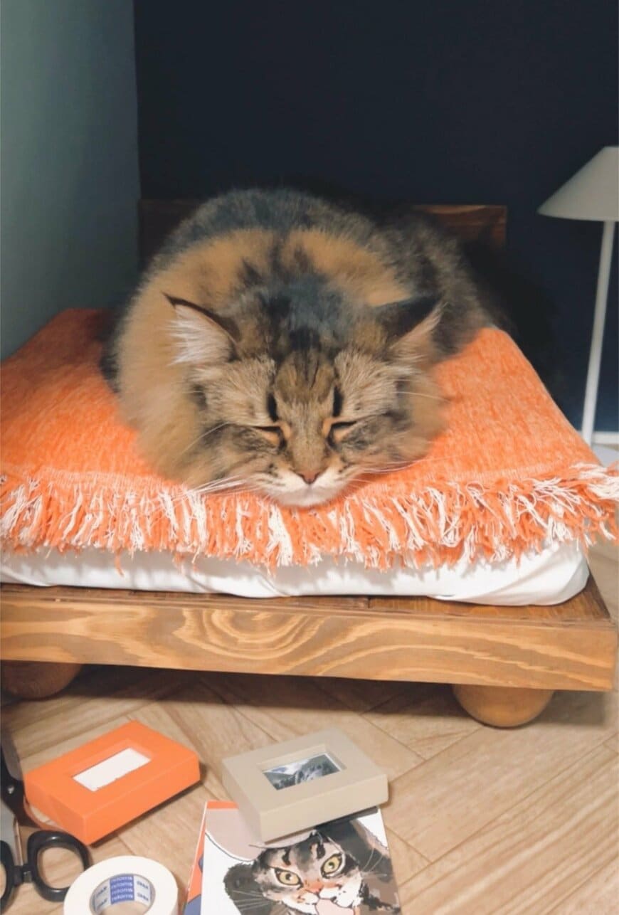 猫用ベッドで眠る猫