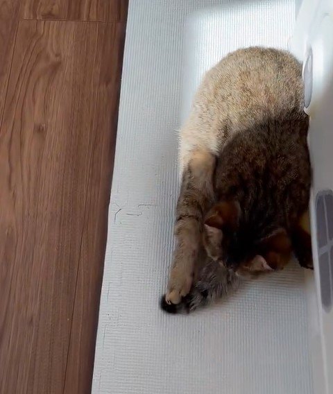 起き上がった猫
