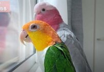【興味津々】窓の外を見続ける2羽のインコ　「まさかの理由」に思わずほっこり