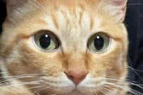 「愛くるしい猫」の変貌ぶりに思わず目を疑う　PRGのラスボスみたいな姿に2万いいね