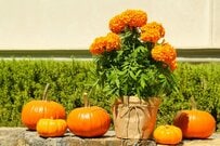 1鉢で秋の玄関がおしゃれに！ハロウィンカラーの「ユニークな花が咲く」育てやすい植物3選