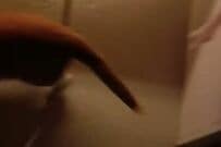 猫のイメージが崩壊？　水の流れを全力で追いかける姿に思わず二度見「シャワーと戦ってるのかな」