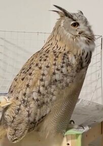 【歌が大好きなフクロウ】絶妙なタイミングで“合いの手”を入れてくる姿に笑いが止まらない！