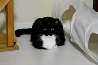 【猫さんブロック出現？！】座った姿が完全に「四角」な猫さんの姿に衝撃！　