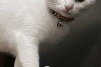 「理解できない…」辛辣な視線を送る猫に1万いいね　視線の先にあるのは…