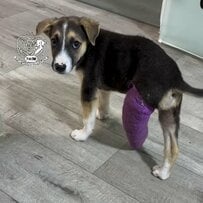 「動物病院で治療後に行く当てがなかった犬」置き去りにはできない→優しい人に引き取られ、元気いっぱいのイタズラっ子に成長