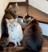 「アイデアがすごい！」木材を使って→階段下に大容量のおしゃれな〈引き出し収納〉をDIY！「素晴らしい！」と絶賛の声