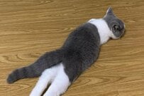 足を伸ばして眠る0歳子猫　4年後に撮影された寝姿に「意外とあまり変わらない？」「凄い姿勢」