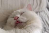 大好きな兄ができた元捨て猫さん「わずか数秒で…」尊い愛に反響