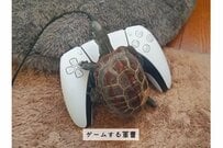 飼い主の真似っこ？ゲーマー亀さんが誕生！器用にボタンをタッチする姿に「頭いい」「ホントに器用」「天才すぎる」の声