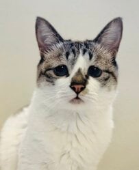 トホホ顔がかわいい猫さん　カメラを向けられると…まさかの反応に「女優ですか！？」