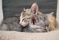 くっついて眠る「兄妹子猫」　どっしり育ったビフォーアフターに大反響