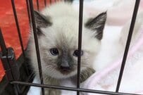 生後1ヵ月と現在を比較「シャム猫の成長ぶり」思わず二度見　「うっとりするほど美しい」「今も昔もかわいい」